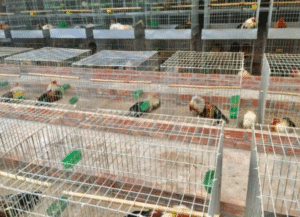 Chuồng Trại Nuôi Gà Đá e2bet