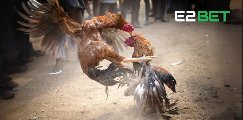 Vì sao E2BET là lựa chọn hàng đầu cho người nuôi gà?