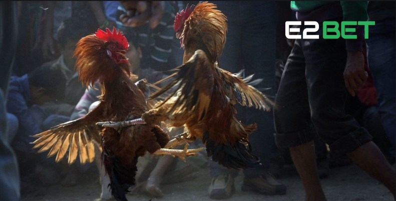 Cơ hội dành cho người đam mê chăn nuôi gà – Cùng đồng hành với E2BET-3
