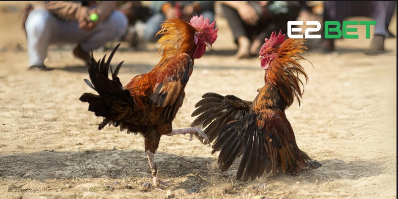 Cơ hội dành cho người đam mê chăn nuôi gà – Cùng đồng hành với E2BET