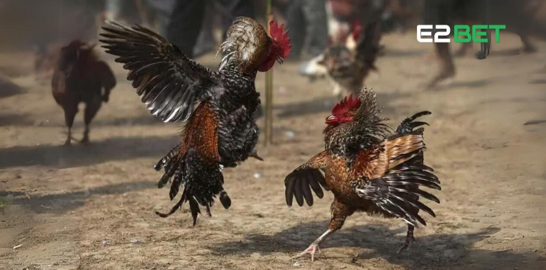 E2BET công bố nền tảng thông tin chính thống dành cho người yêu chiến kê