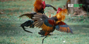 E2BET công bố nền tảng thông tin chính thống dành cho người yêu chiến kê