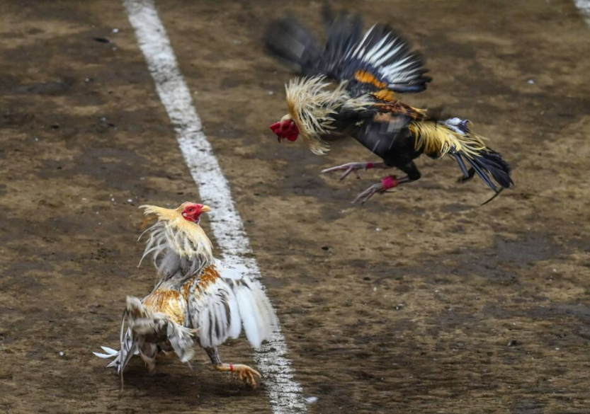 Cơ hội tham gia khi E2BET mở chương trình hợp tác cộng đồng Chiến Kê