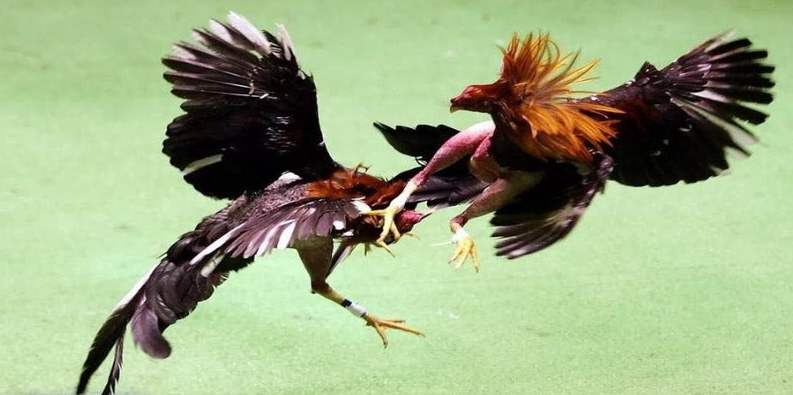 Sân chơi giao lưu và học hỏi từ cao thủ