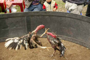 Gà chọi đòn là hình thức đá gà có từ lâu đời và rất được yêu thích