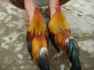 Gà thần kê là những chú gà có khí chất đặc biệt và biểu tượng cho sự dũng mãnh và may mắn