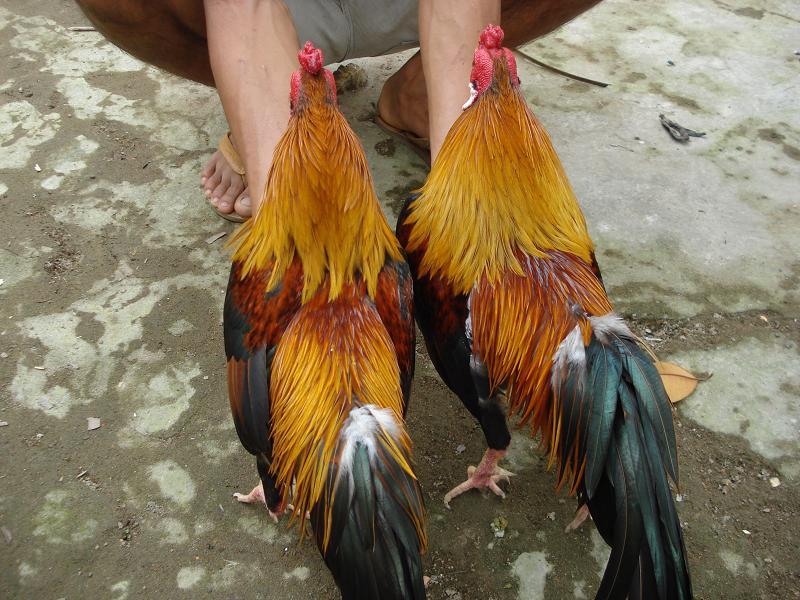 Gà thần kê là những chú gà có khí chất đặc biệt và biểu tượng cho sự dũng mãnh và may mắn