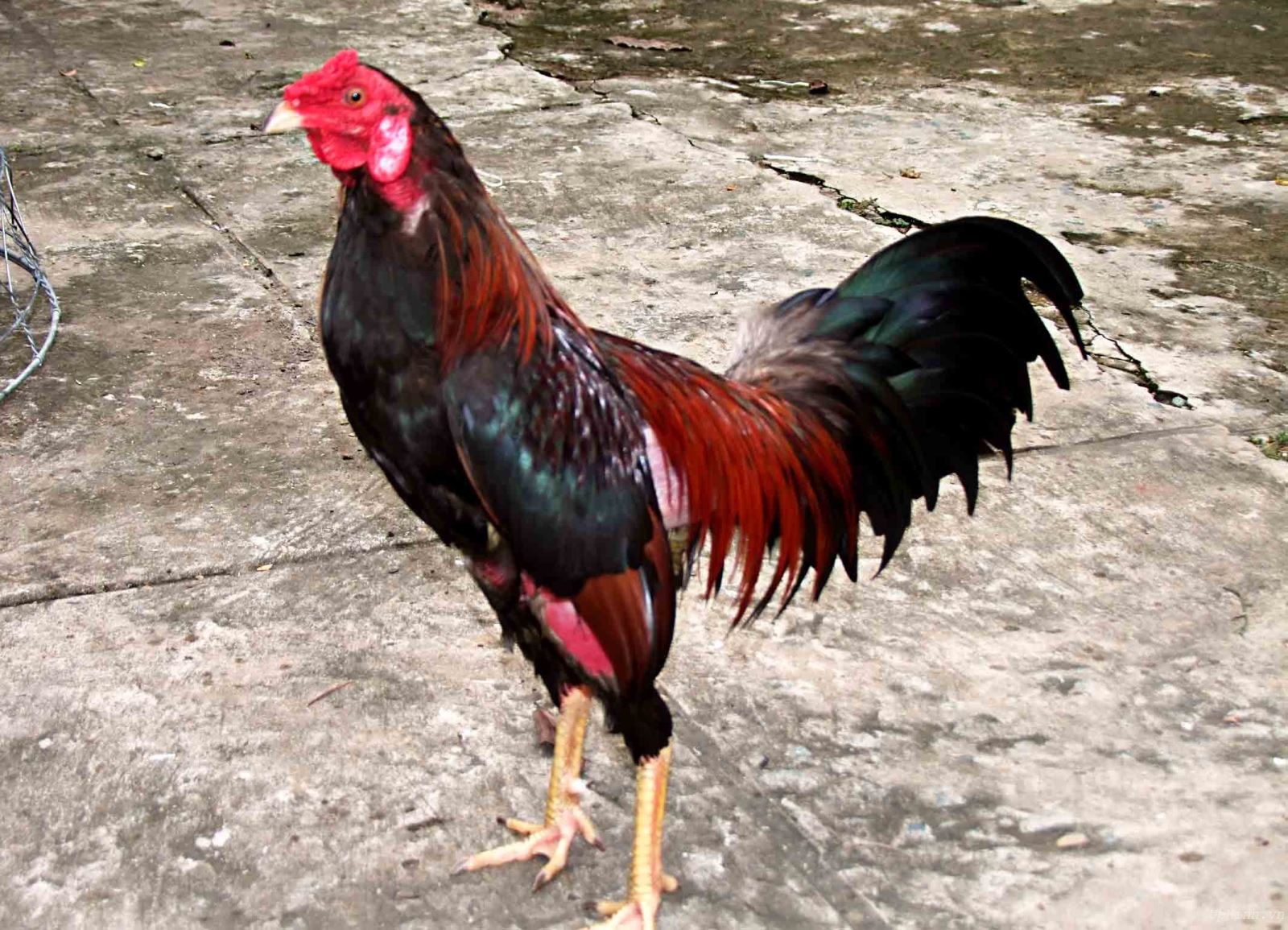 Gà thần kê được ưa chuộng vì có giá trị cao cùng với tỷ lệ chiến thắng lớn