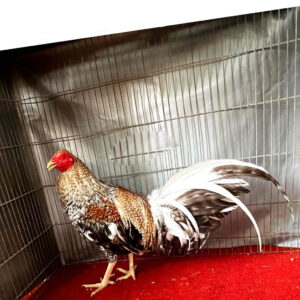 Gà tre Cuban rặc là giống gà ngoại mới xuất hiện tạ Việt Nam vài năm gần đây