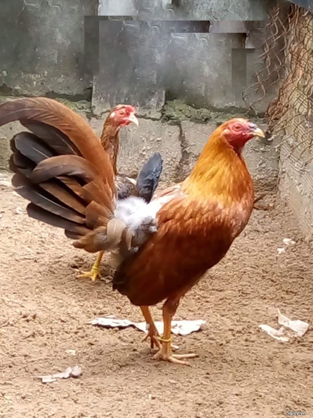 Bí quyết nuôi gà tra Cuban rặc để có form dáng đẹp, khỏe mạnh