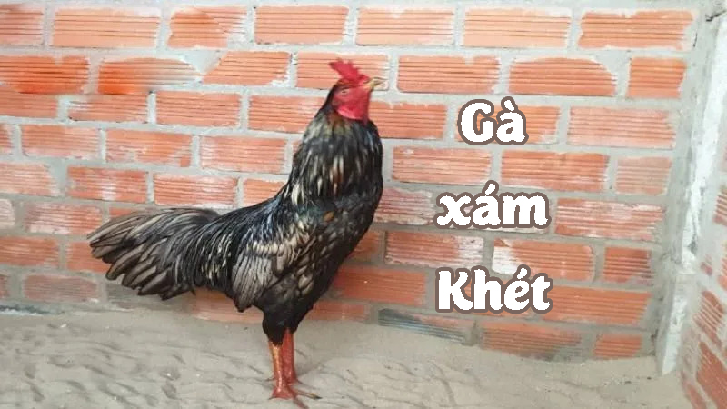 Gà xám khét với các đặc điểm nỏi bật về lối đá và ngoại hình