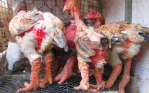 kỹ thuật nuôi gà đông tảo