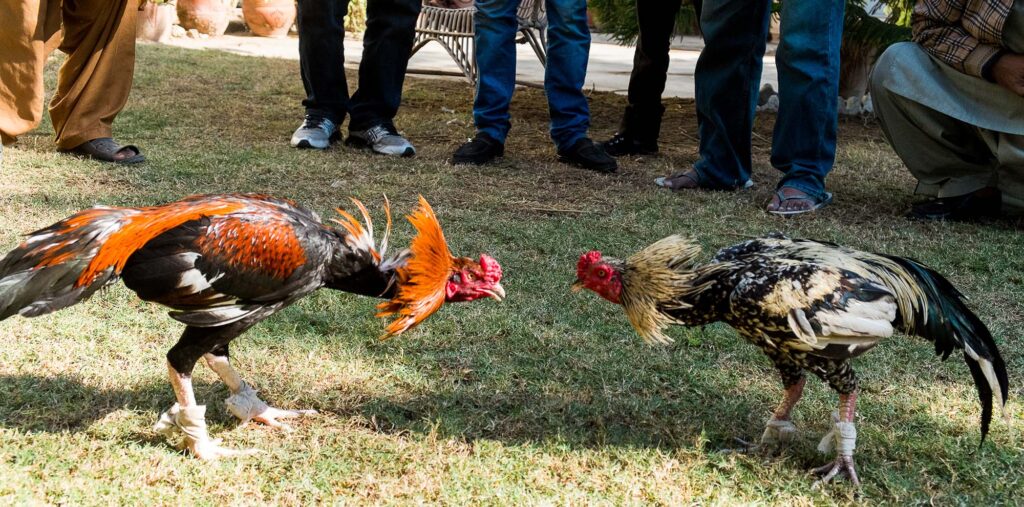 Gà nòi đá cựa sắt mang lại phút giây giải trí đầy kịch tính hấp dẫn