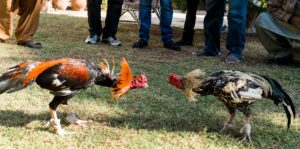 Gà nòi đá cựa sắt mang lại phút giây giải trí đầy kịch tính hấp dẫn