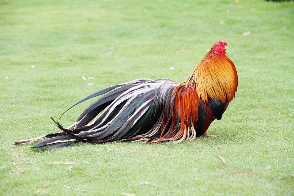 Gà tre Tân Châu là dòng gà thuần chủng, không lai tạp 