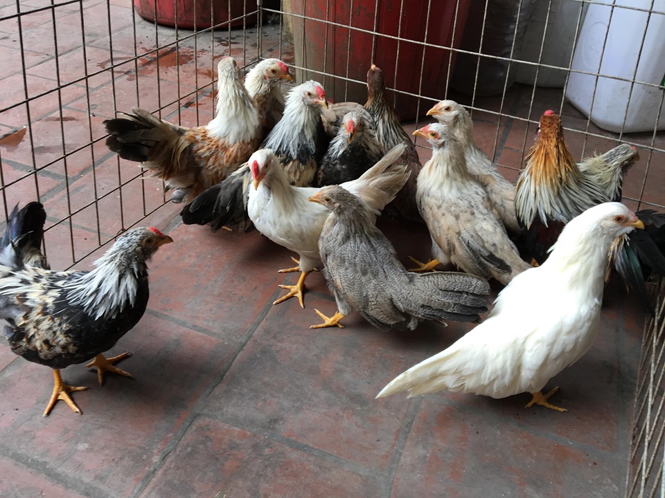 Gà tre Tân Châu rặc được yêu thích nhờ vào nhiều ưu điểm nổi bật