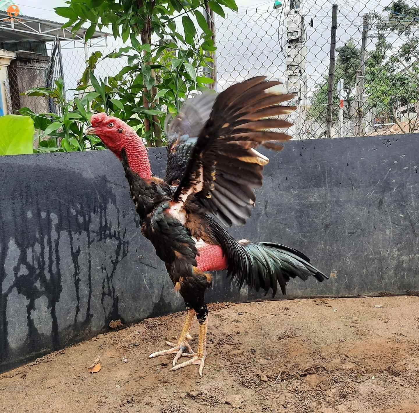 Xem tướng gà đá để biết được khả năng thi đấu, tính máu chiến